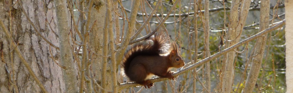 Un écureuil sur une branche